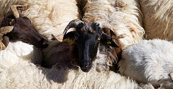 Picos sheep