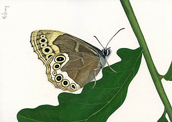 Woodland Brown by Maria Pinta.