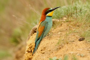 Bee-eater  - Karel