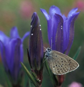 Alcon Blue  Maculinea alcon