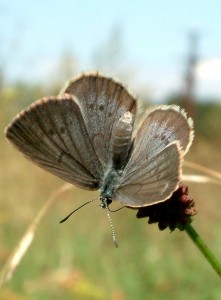 Scarce Large Blue Maculinea telejus 2