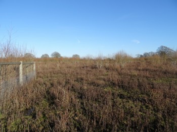 Knepp 8 year ex arable (1024x768)