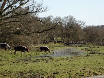 Knepp Longhorns (1024x768)