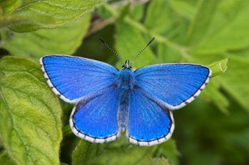 Adonis Blue