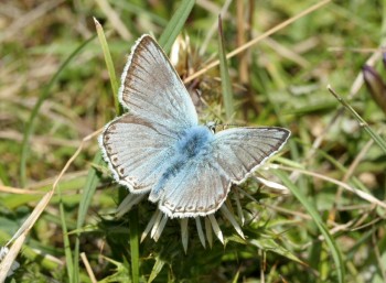 Chalkhill_Blue_male_2