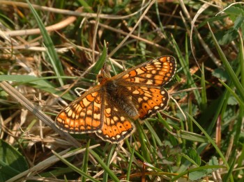 Marsh Fritillary Euphydras aurinia