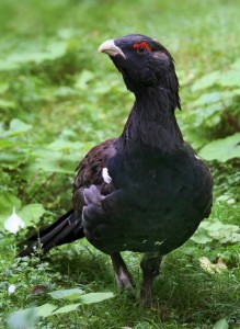 Tetrao_urogallus_Richard_Bartz (586x800)