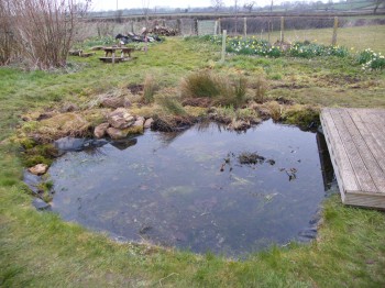 West Chinnock Primary School - the pond and bog area after our make-over.