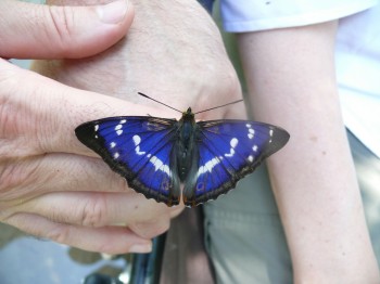 Purple Emperor 2(1)