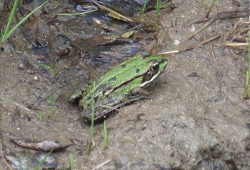 06GreenMarshFrog
