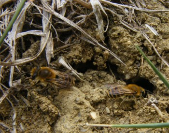 Colletes hederae, the ivy bee