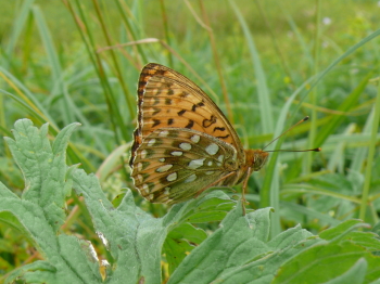 Dark Green Fritillary, Argynnis aglaia