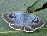 Large Blue, Maculinea arion Photo: Paolo Mazzei.