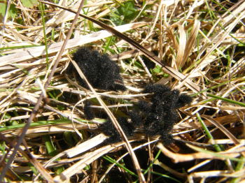 Marsh Fritillary larvae Lankham 7.2.17