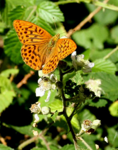 Silver-washed Fritillary Argynnis paphia 