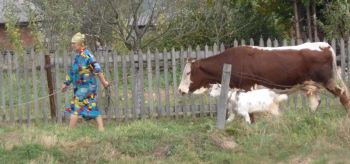 Til the cows come home2