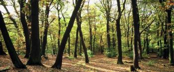 sydenham_hill_wood