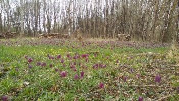 La Touche Fritillaries March 2017